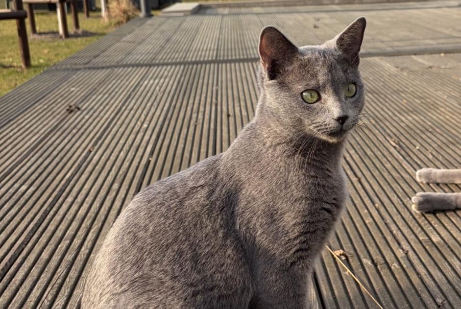Vermisstmeldung Katze  Männliche , 1 jahre Schwielowsee Deutschland