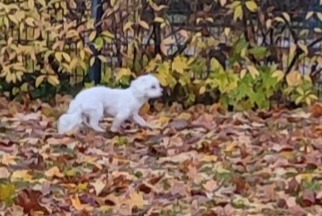 Avviso Ritrovamento Cane Non conosciuta Berlin Germania Avviso Ritrovamento Cane Non conosciuta Berlin Germania